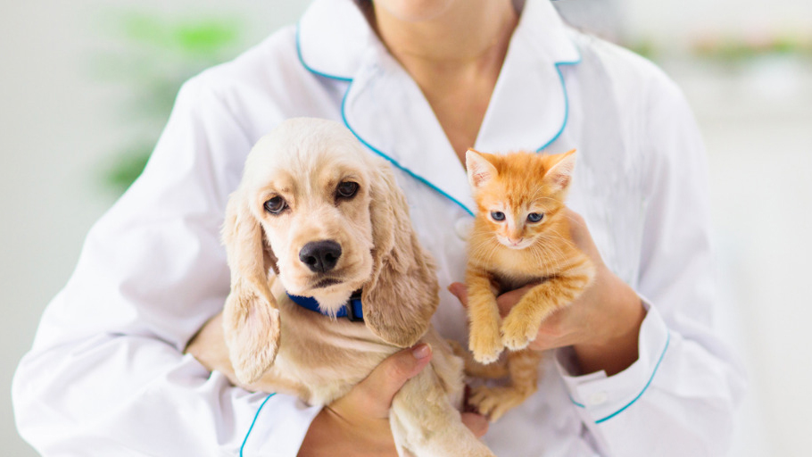 tierarzthelferin mit Hund und Katze